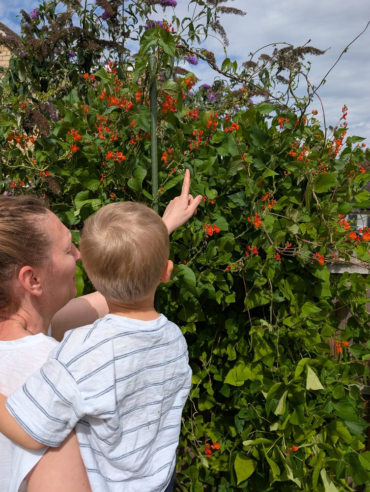 A childminder lifting a child to look closely at runner-bean flowers in the garden