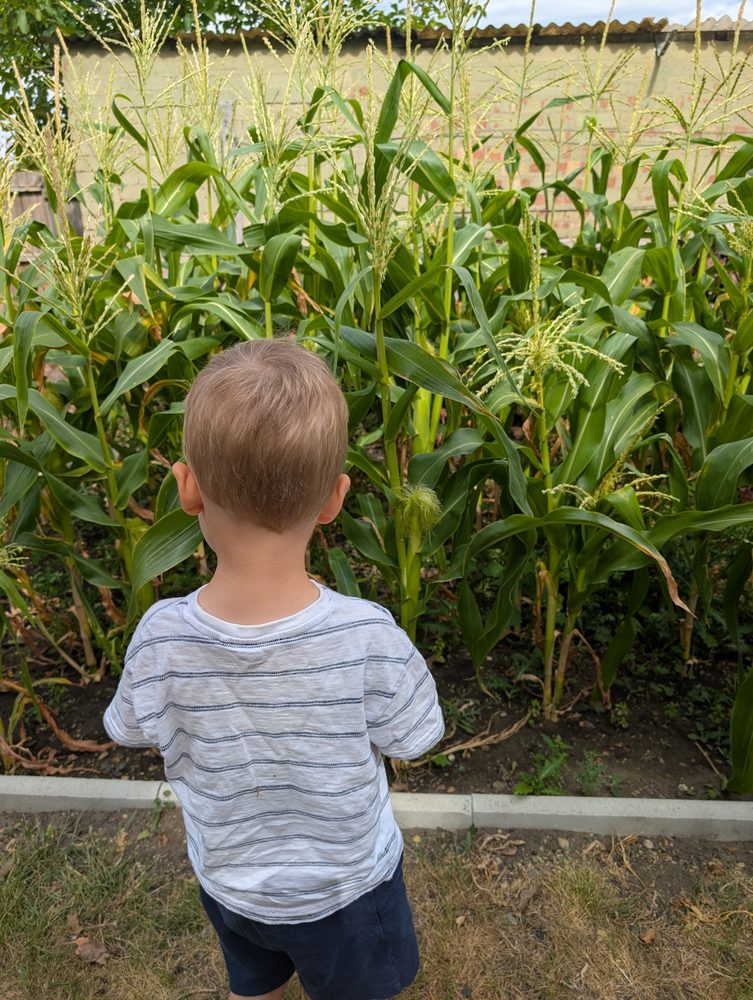 A child looking up at tall sweetcorn plants growing in the garden, seen from behind