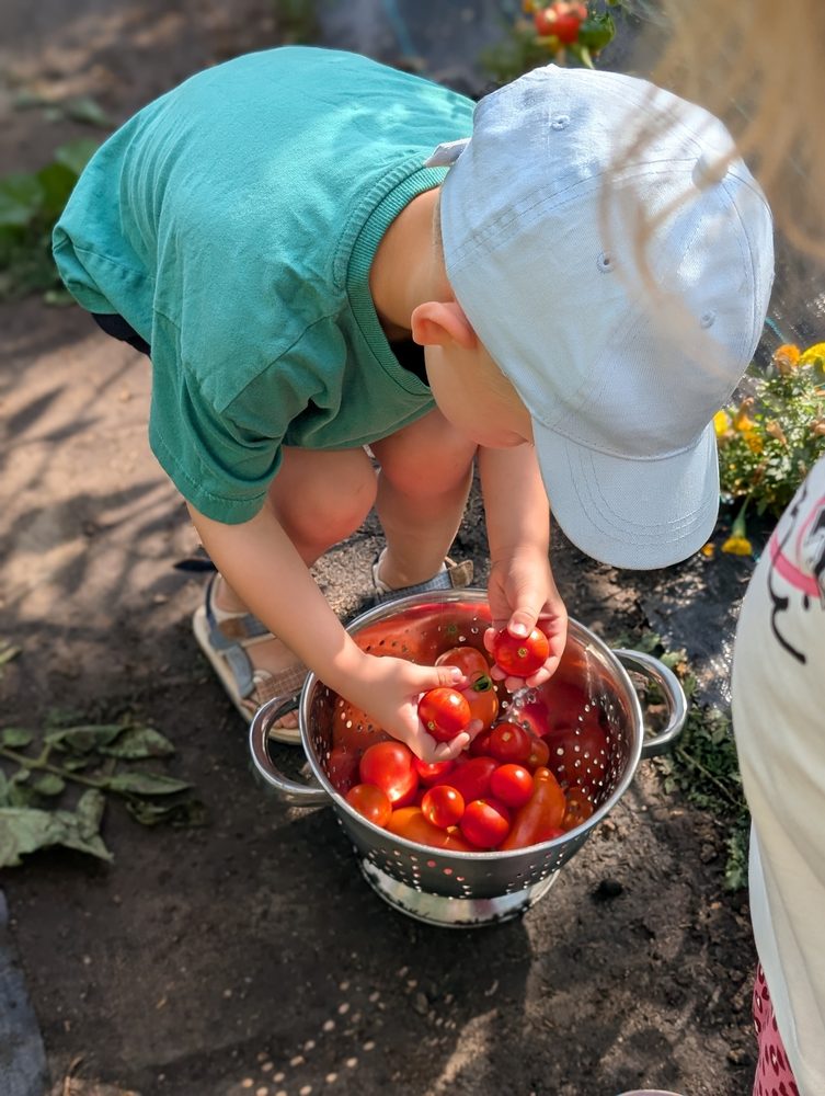 A child in a sun cap gathering ripe tomatoes into a metal colander