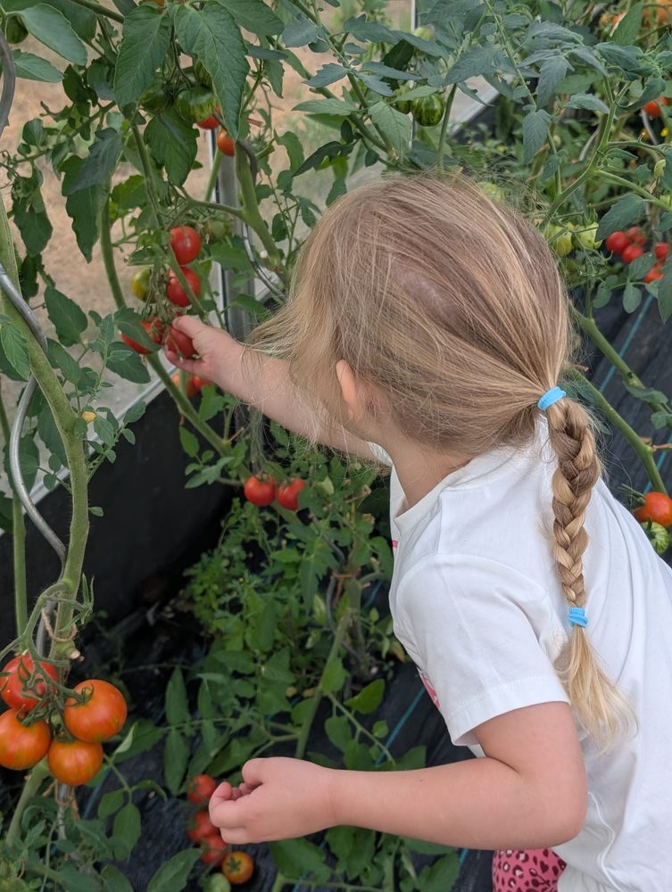 A child picking cherry tomatoes from the vine in a greenhouse, face turned away